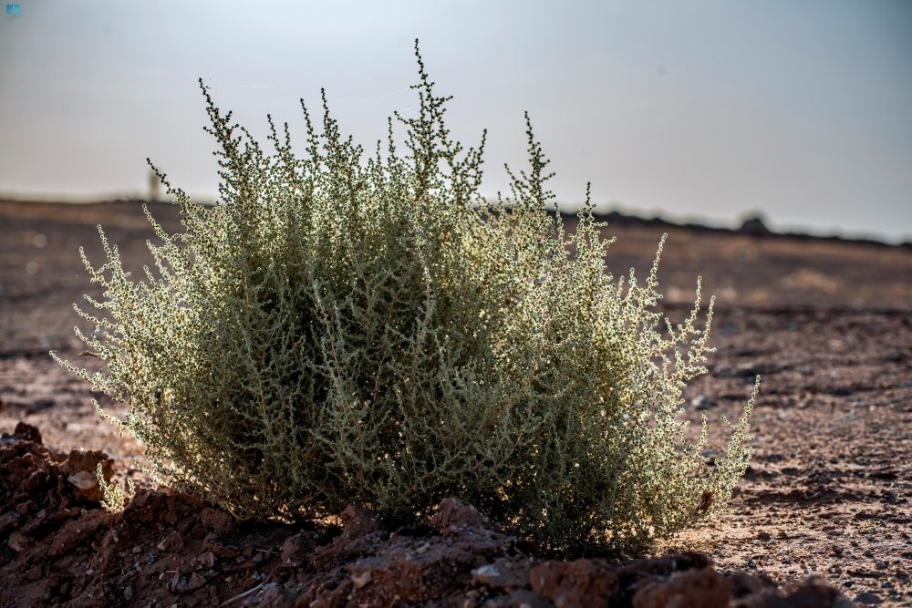 صور| نجاح الجهود البيئية يعيد النباتات البرية إلى الحدود الشمالية