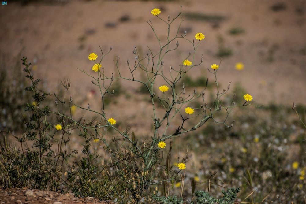 صور| نجاح الجهود البيئية يعيد النباتات البرية إلى الحدود الشمالية