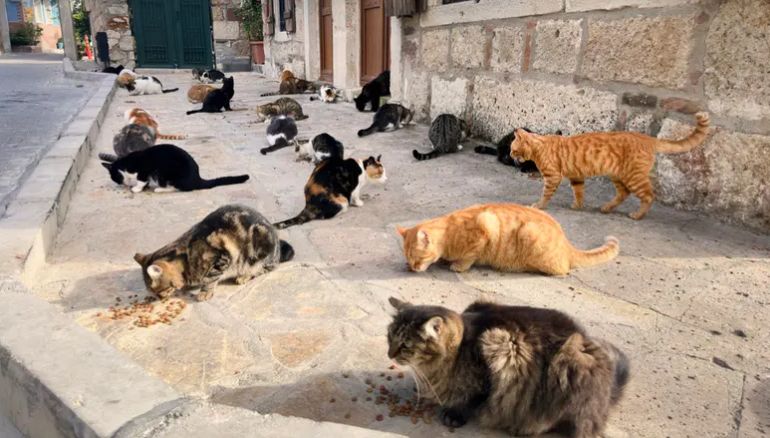 الامارات | طفل يشعل غضب الجزائريين .. عذَّب 15 قطاً وشنقها في ساحة عامة