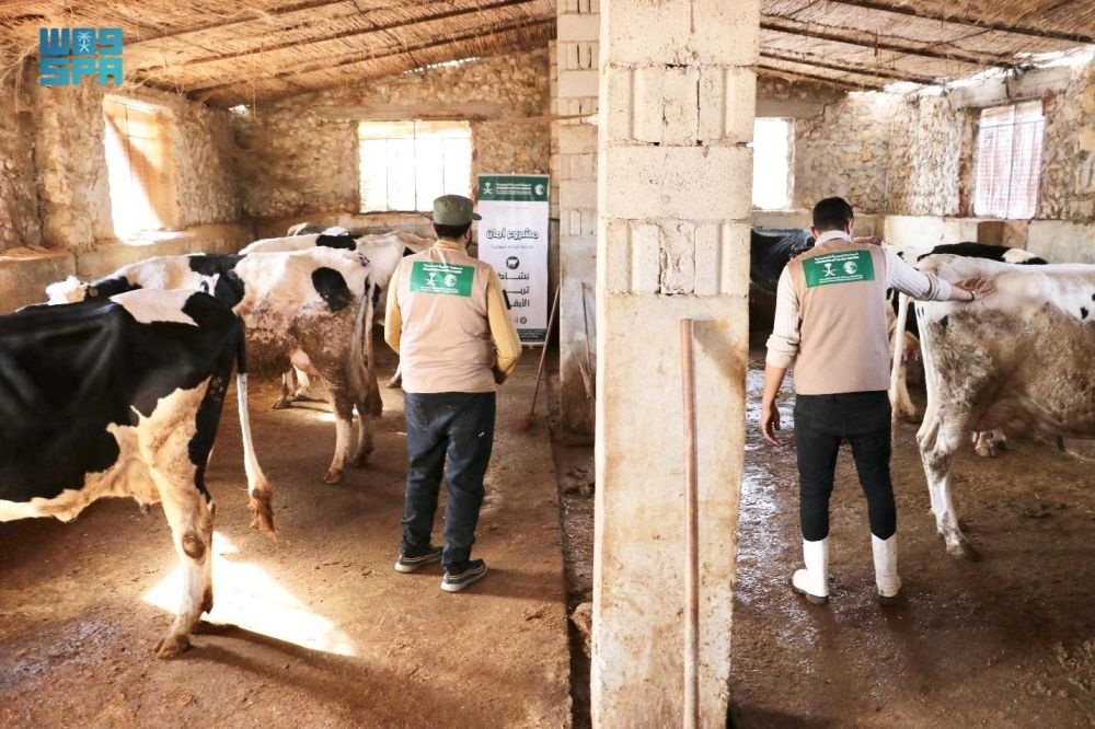 مركز الملك سلمان: توزيع الأبقار على أمهات الأيتام في سوريا