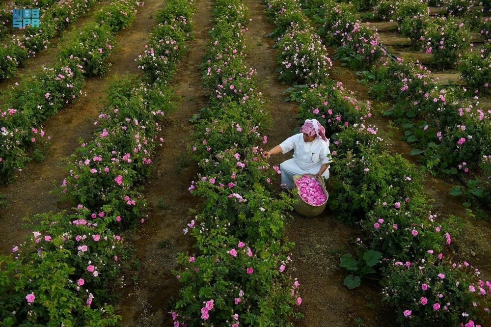 ”ريف السعودية“: إنتاج 750 مليون وردة في 2024 ونستهدف 2 مليار في 2026