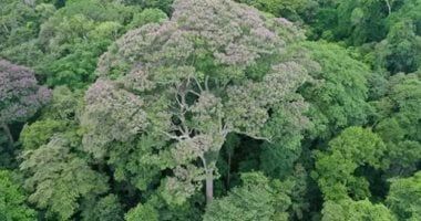 تكنولوجيا: علماء يكتشفون أشجار تزدهر بعد تعرضها لصواعق البرق فى غابات بنما