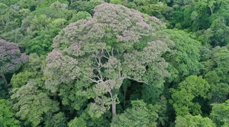 تكنولوجيا: علماء يكتشفون أشجار تزدهر بعد تعرضها لصواعق البرق فى غابات بنما