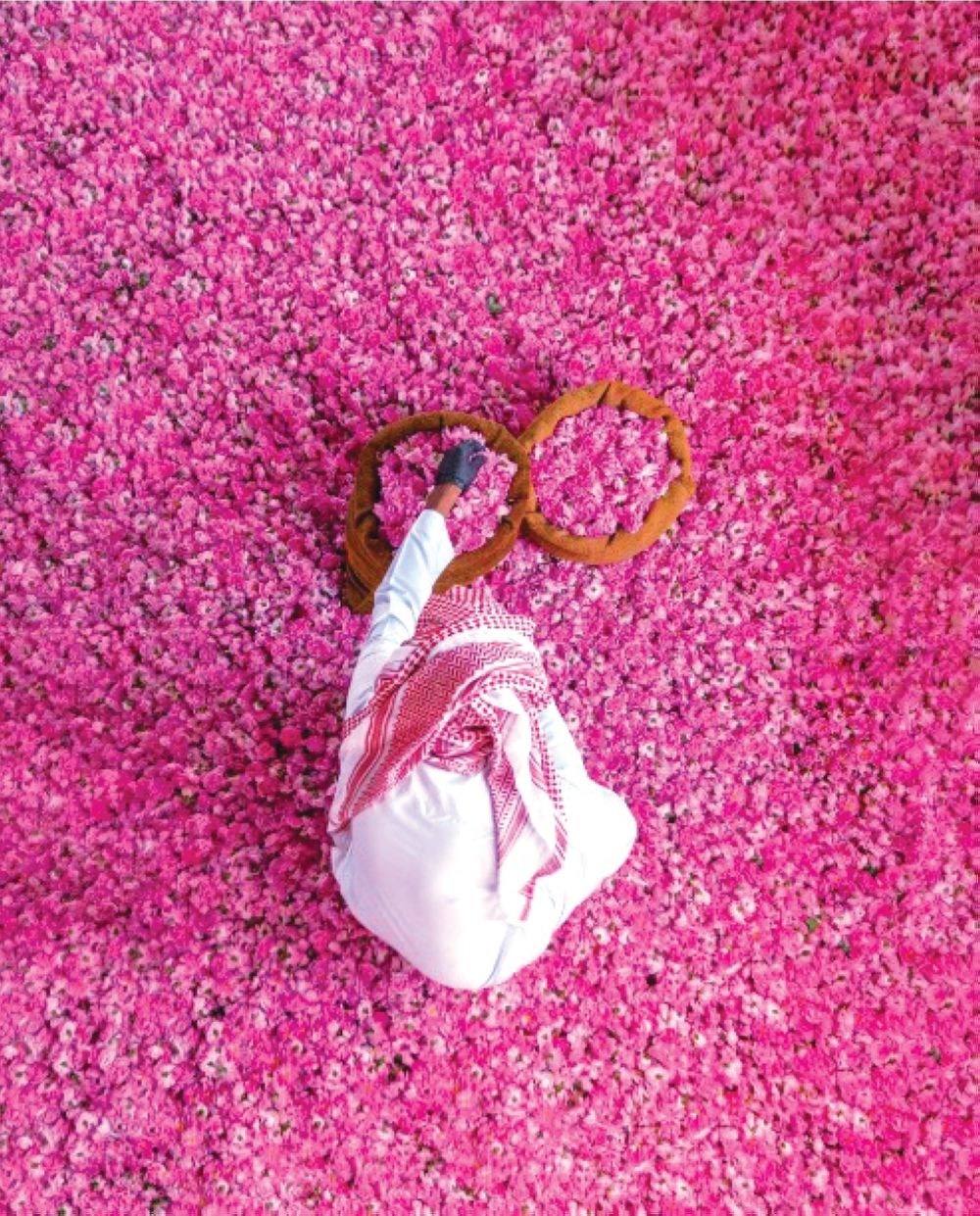 ”ريف السعودية“: إنتاج 750 مليون وردة في 2024 ونستهدف 2 مليار في 2026