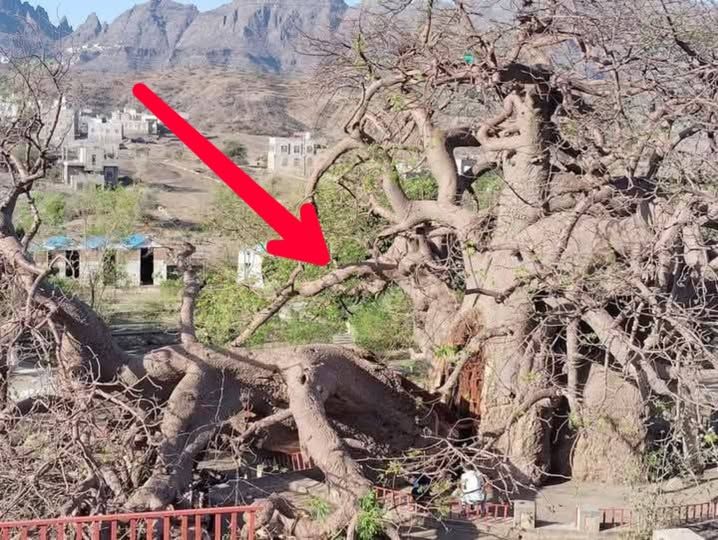 تعز.. سقوط جزء من "شجرة الغريب" إحدى أقدم المعالم الطبيعية في اليمن