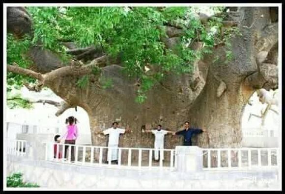 شاهد.. انشطار اهم ارث بيئي وثقافي بتعز