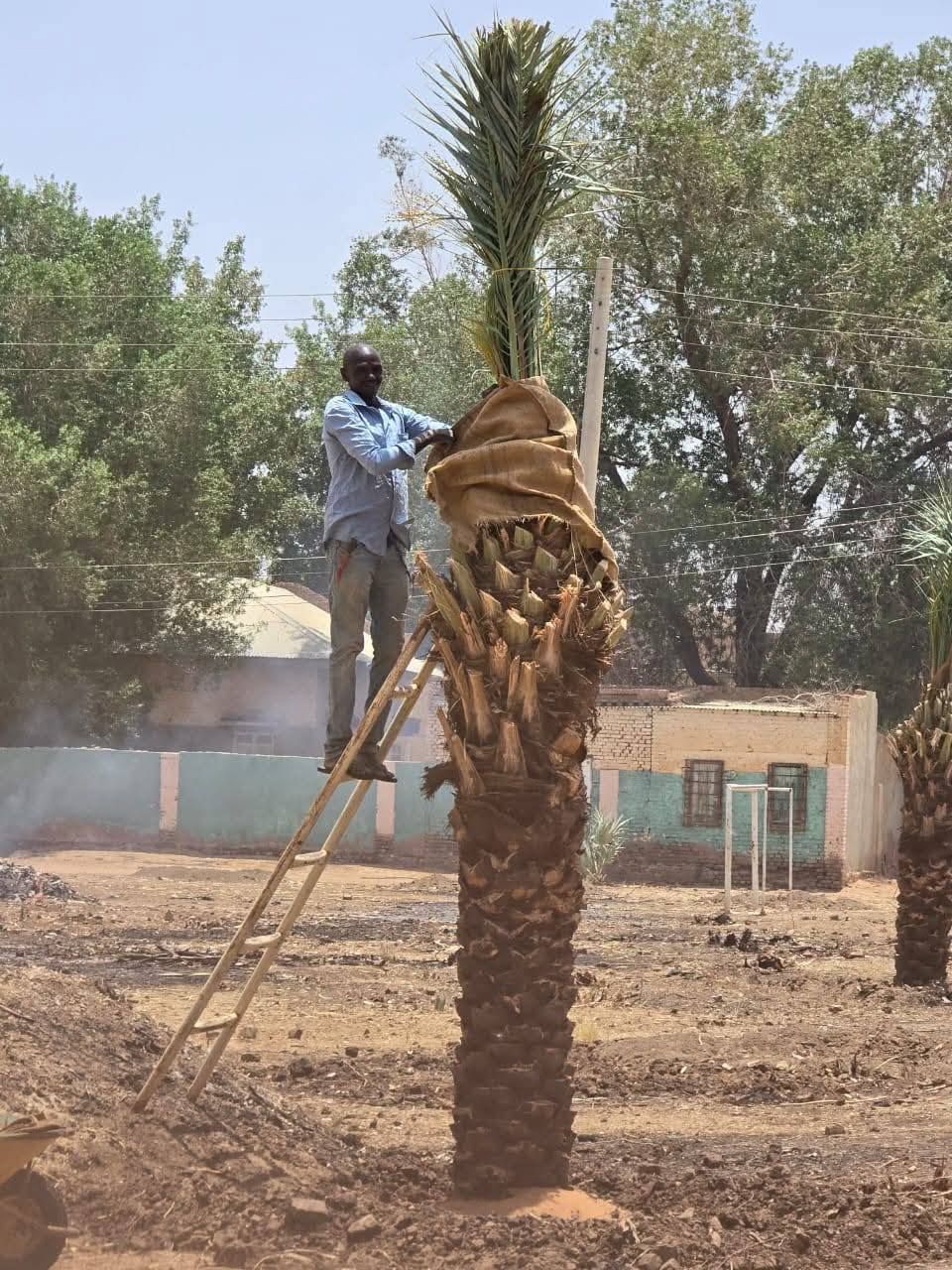 شاهد بالصور.. مدينة بحري تشهد عملية زراعة النخيل بالشوارع العامة وسط سعادة الأهالي والسكان يعودون إليها بعد نزوح طويل
