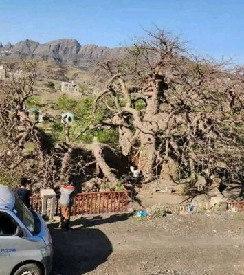 شاهد.. انشطار اهم ارث بيئي وثقافي بتعز