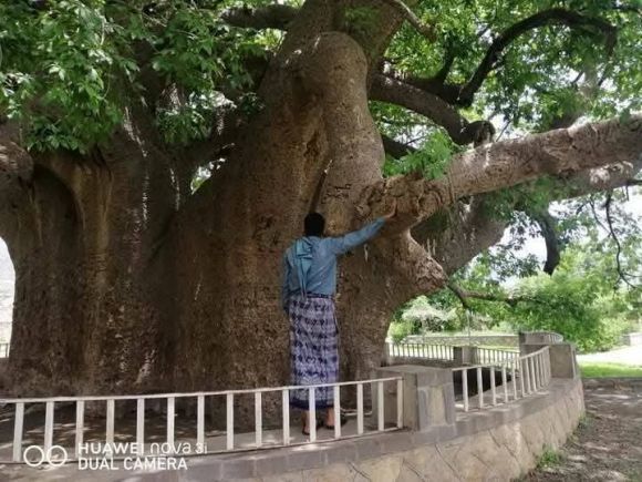شاهد.. انشطار اهم ارث بيئي وثقافي بتعز