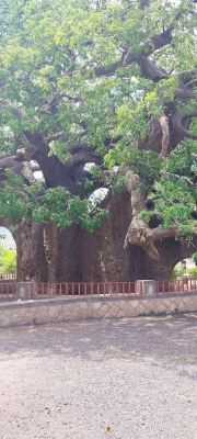 شاهد.. انشطار اهم ارث بيئي وثقافي بتعز