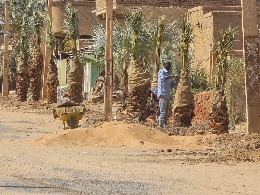 شاهد بالصور.. مدينة بحري تشهد عملية زراعة النخيل بالشوارع العامة وسط سعادة الأهالي والسكان يعودون إليها بعد نزوح طويل