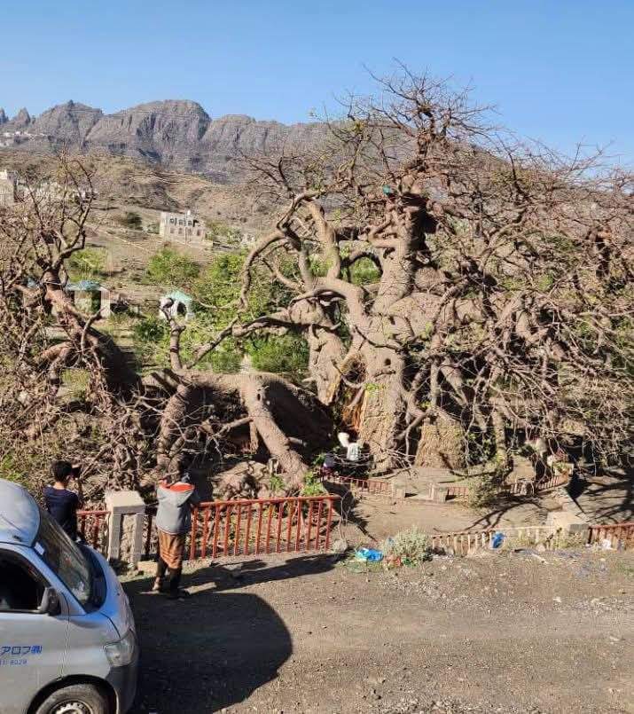 تعز.. رحيل " شجرة الغريب"..شاهدة ألفَي عام .. على صمود بلا انكسار
