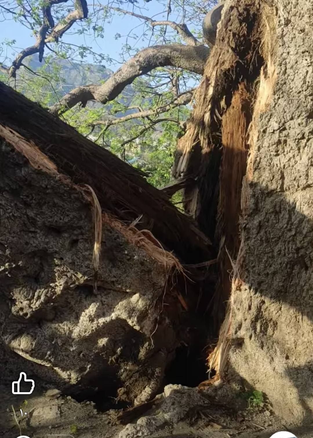 تعز.. رحيل " شجرة الغريب"..شاهدة ألفَي عام .. على صمود بلا انكسار