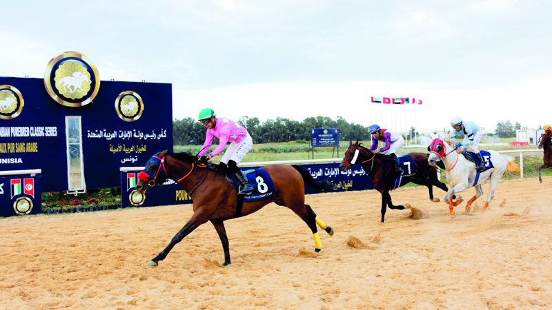 الامارات | «نافح» بطل كأس رئيس الدولة للخيول العربية في تونس