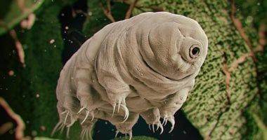 تكنولوجيا: أكسيوم سبيس ترسل "دب مائى" للفضاء لاختبار طرق الحياة فى البيئات القاسية