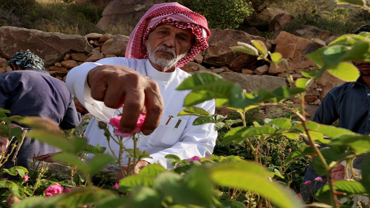 الامارات | سعودي من مدينة الـ300 مليون زهرة: ورد الطائف مختلف