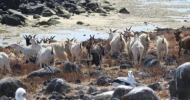 تكنولوجيا: قطيع ماعز غامض ينجو على مدار أكثر من 200 عام على جزيرة معزولة بلا مياه عذبة