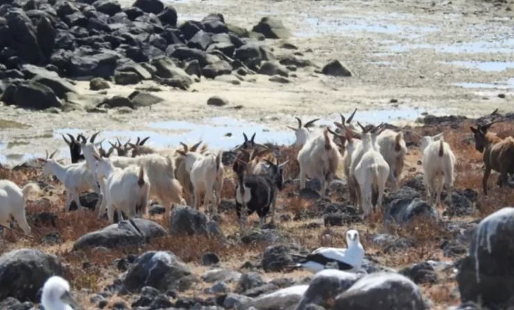 تكنولوجيا: قطيع ماعز غامض ينجو على مدار أكثر من 200 عام على جزيرة معزولة بلا مياه عذبة