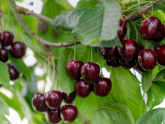 نشرة توعوية لوزارة الزراعة: زراعة الكرز في عكار نموذج حديث لإنتاج وفير وجودة عالية