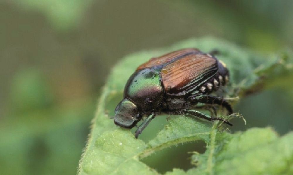 لا تشكل ضررًا.. رصد انتشار حشرات في مواقع متفرقة بمناطق المملكة