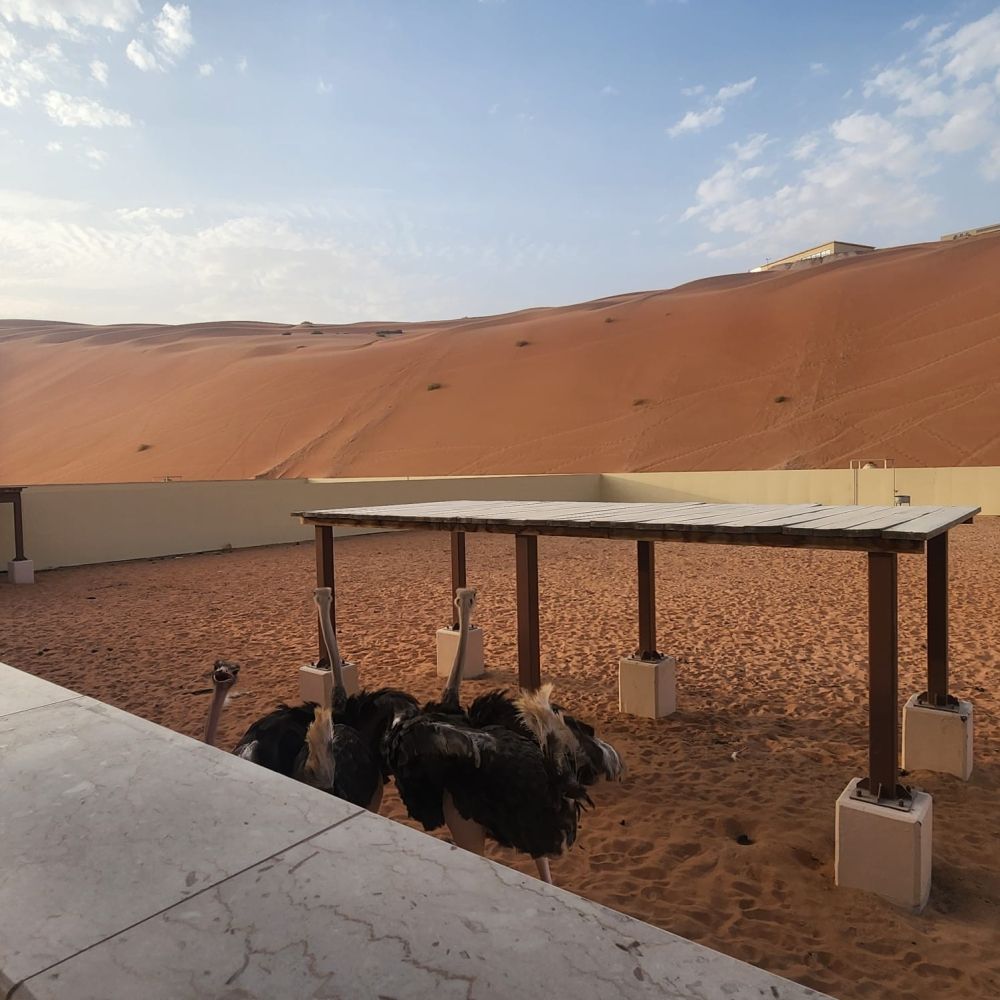 "اليوم" تتجول في "محمية ومعامل" كنز النفط الاستثنائي في قلب صحراء الربع الغالي