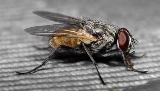 في اليوم العالمي للملاريا.. ما أعراض المرض وكيفية الوقاية منه؟