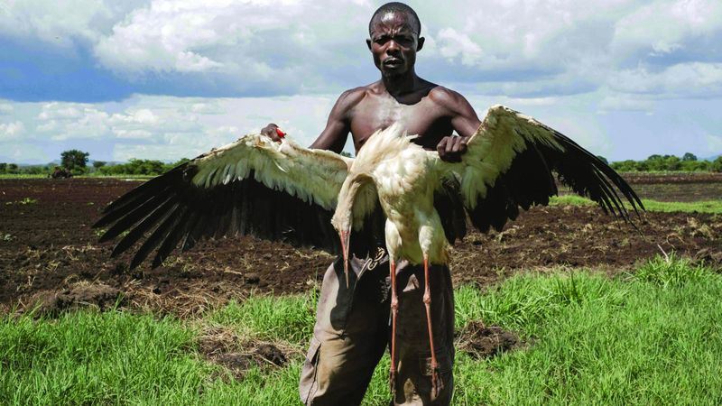 الامارات | الطيور المهاجرة طعام الجائعين في أوغندا