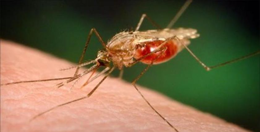 في اليوم العالمي للملاريا.. ما أعراض المرض وكيفية الوقاية منه؟