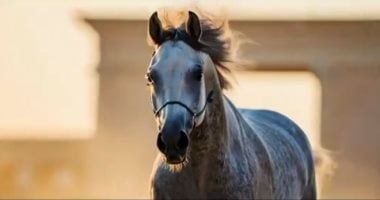 المتحدة للرياضة تروّج لبطولة العالم العسكرية للفروسية فى نسختها الـ25