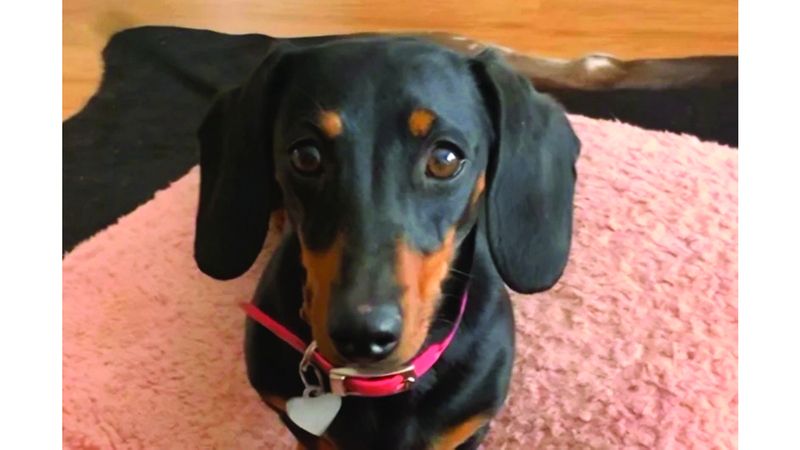 الامارات | العثور في أستراليا على كلبة بقيت مفقودة 529 يوماً