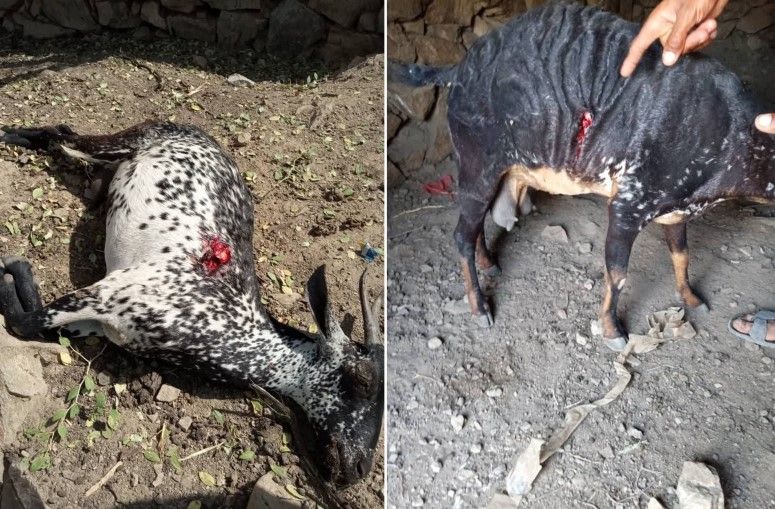 تعز.. مليشيا الحوثي تقصف أحياء سكنية وتتسبب بنفوق أغنام وتضرر منازل