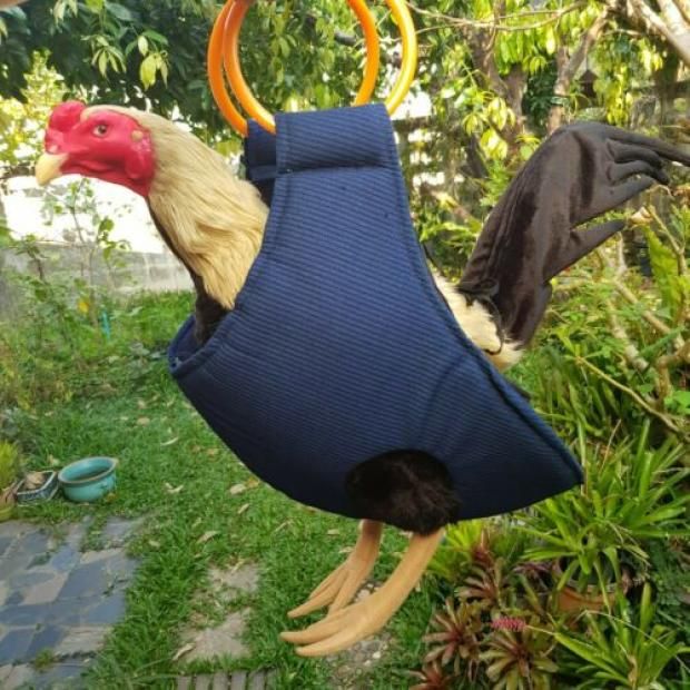 هل بدأ الوباء؟.. خبراء يحذرون من موجة لإنفلونزا الطيور قد تكون أكثر فتكا