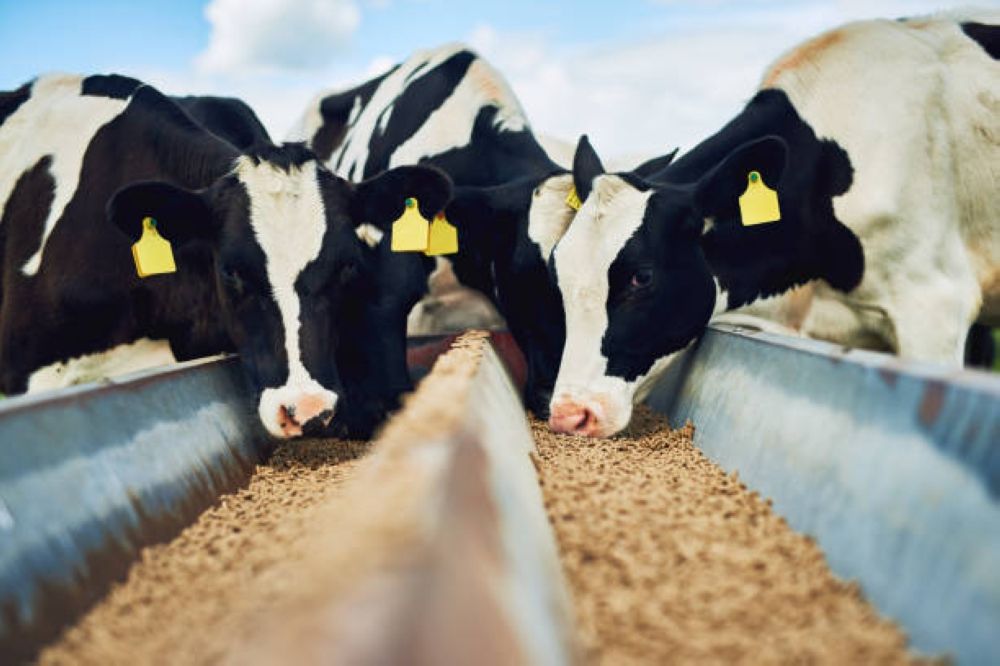 "الروث والحمأة ومخلفات المسالخ" أبرز محظورات الأعلاف