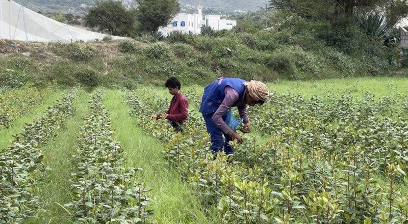 ذمار.. مزارعو القات يدخلون في إضراب شامل احتجاجًا على الجبايات الحوثية