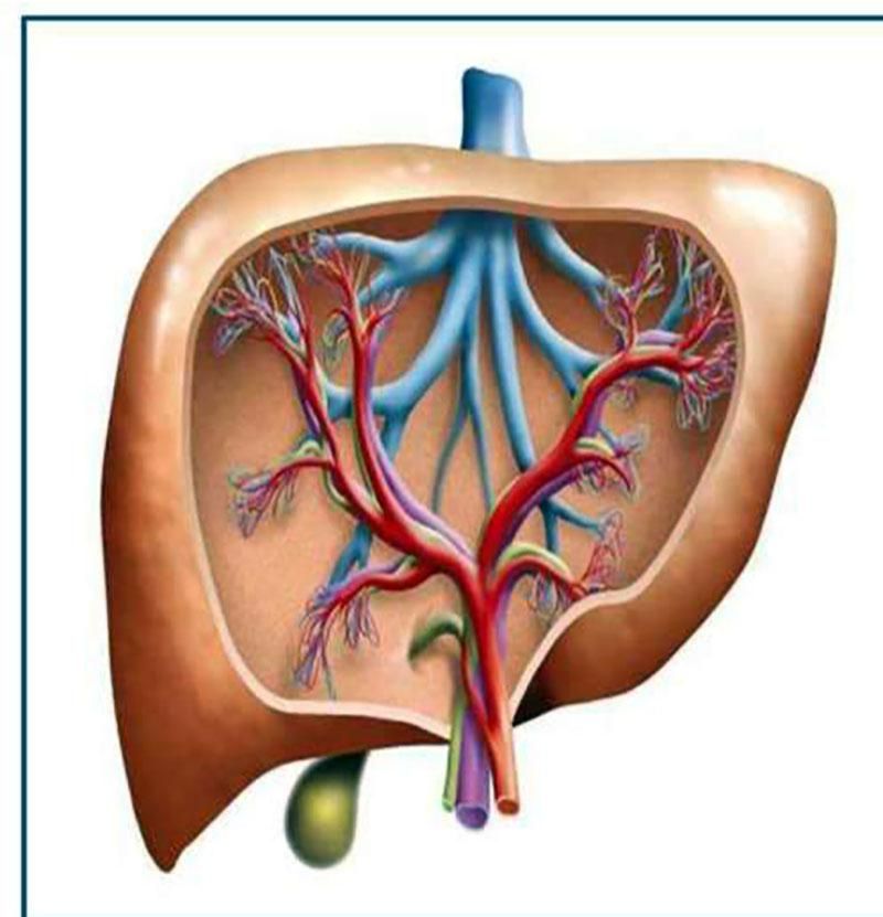 إدراج أمراض النساء والصدر والكبد في «الكشف عن بُعد»
