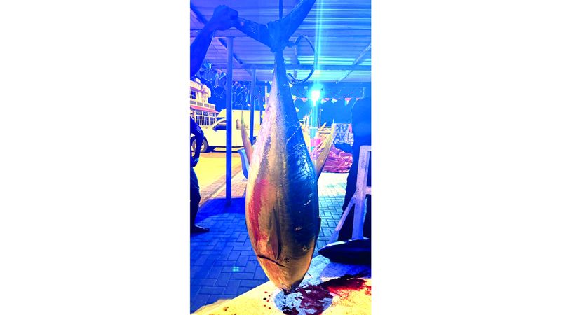 الامارات | 2000 سمكة تونة ضخمة تسجل ظهوراً «غير معتاد» قرب سواحل الفجيرة