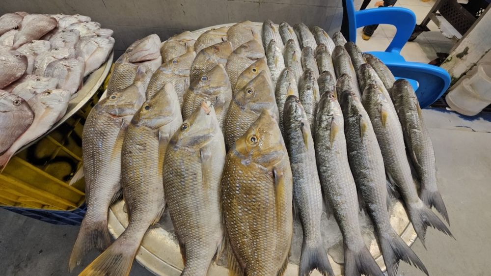 ضوابط صارمة لضبط درجات حرارة الأسماك.. ومنع إعادة التجميد بالأسواق