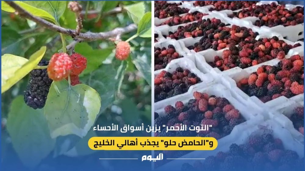 فيديو| "التوت الأحمر" يزين أسواق الأحساء.. و"الحامض حلو" يجذب أهالي الخليج