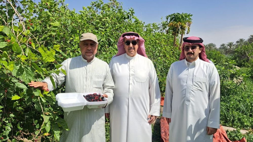 صور| "التوت الأحمر" يزين أسواق الأحساء.. و"الحامض حلو" يجذب أهالي الخليج