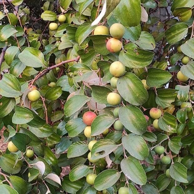 فوائد مذهلة عند شرب ورق السدر قبل النوم.. يعزز المناعة ويحمي القلب