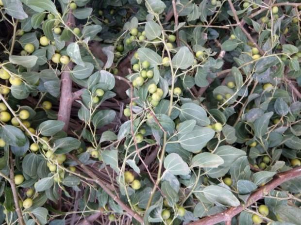 فوائد مذهلة عند شرب ورق السدر قبل النوم.. يعزز المناعة ويحمي القلب