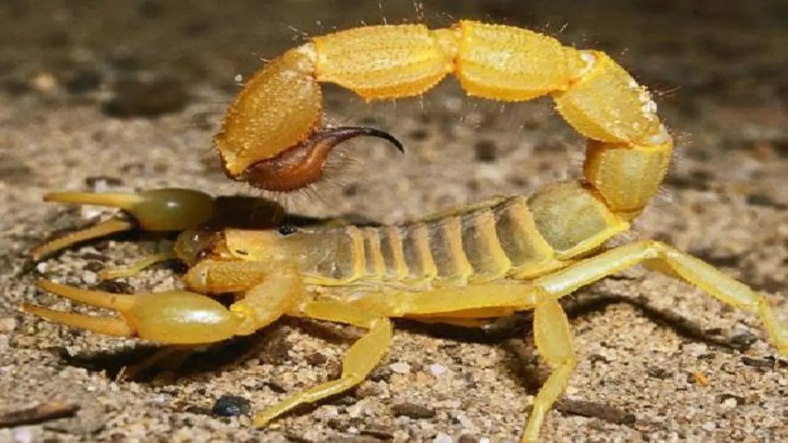 الامارات | العقارب تغزو المدن البرازيلية: لسعات تتضاعف بنسبة 250 %