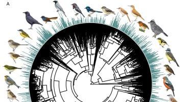 تكنولوجيا: ذكاء اصطناعى يكشف عن دور أجنحة الطيور لتنظيم الحرارة وليس فقط للطيران