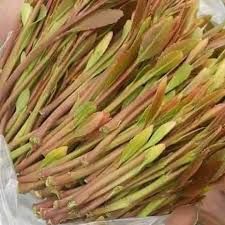 بشكل كامل ...أول محافظة يمنية تقرر حظر استيراد وتداول القات والشمة وتطرد "المقاوتة"