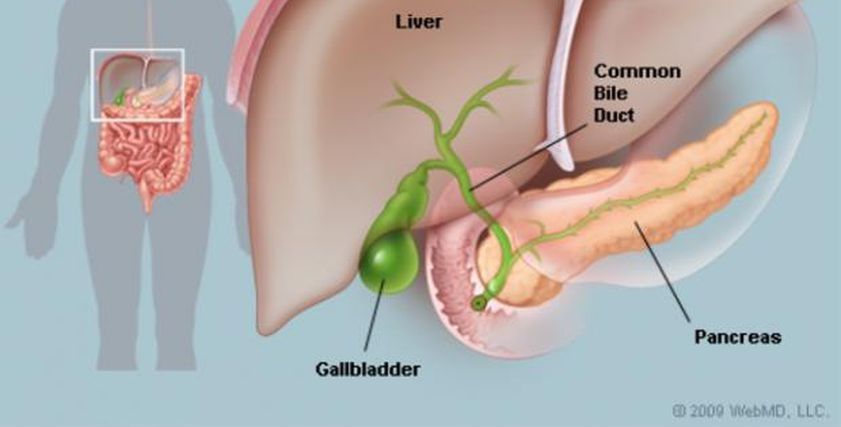هل تعاني من ألم مفاجئ؟.. اعرف أسباب تكون حصى المرارة وأعراضها