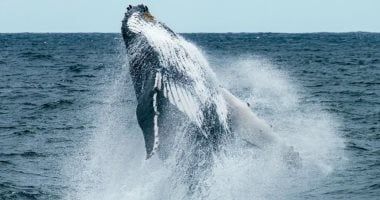 تكنولوجيا: ناسا ترصد أسراب العوالق من الفضاء للمساعدة فى إنقاذ الحيتان الصائبة بشمال الأطلسى
