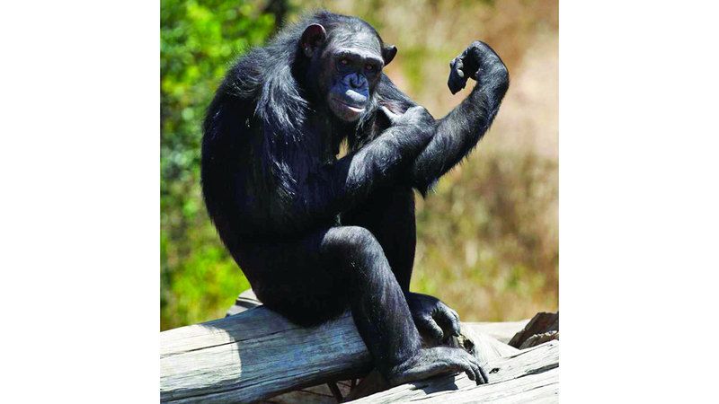 الامارات | كما يفعل البشر.. قرود الشمبانزي تقرع بإيقاع منتظم