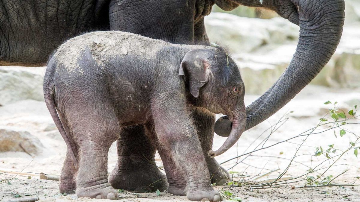 الامارات | بعد مقتل صغيرها أمامها.. أنثى فيل تصاب بحالة هياج وتتلف مقدمة الشاحنة التي صدمته