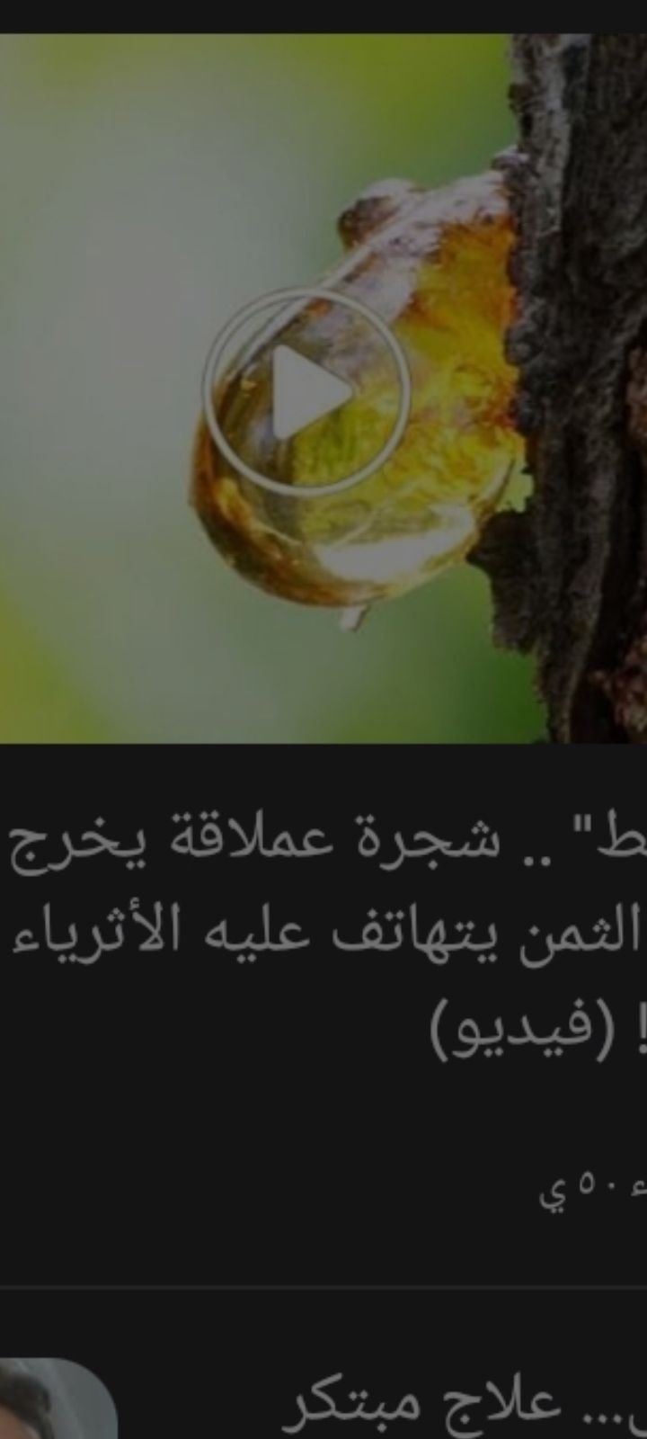 يتهافت عليه الأثرياء...شجرة عملاقة يخرج من باطنها مادة باهظة الثمن