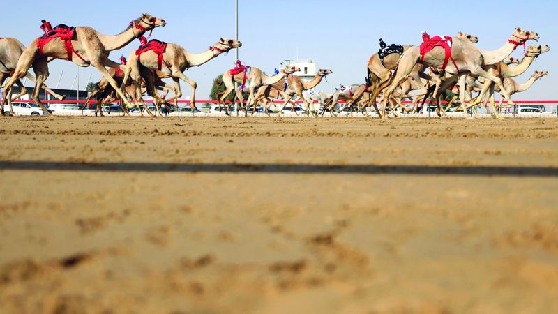 الامارات | مهرجان المرموم التراثي في دبي.. نافذة حية على الأصالة